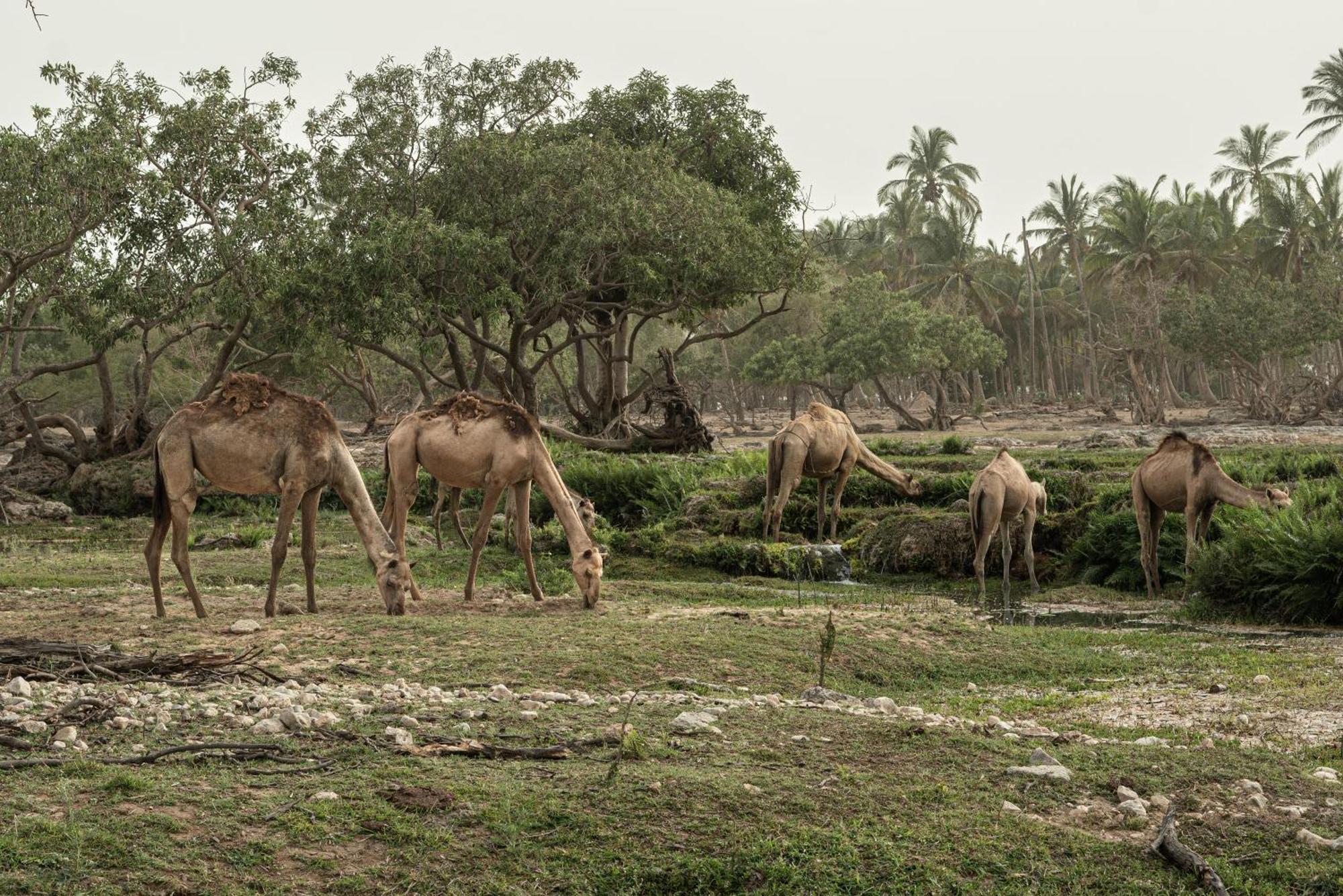Fanar Hotel & Residences Salalah Buitenkant foto Camels grazing in the park